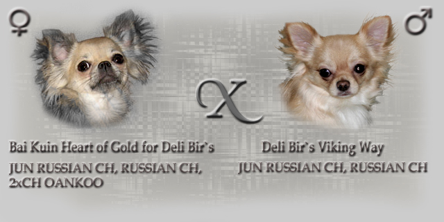 CH Bai Kuin Heart of Gold for Deli Bir's & CH Deli Bir`s Viking Way